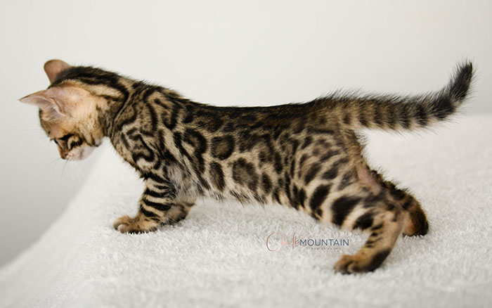 Bengal kitten for sale